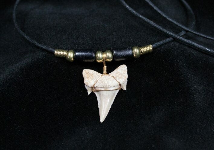 Fossil Shark Tooth Necklace #605